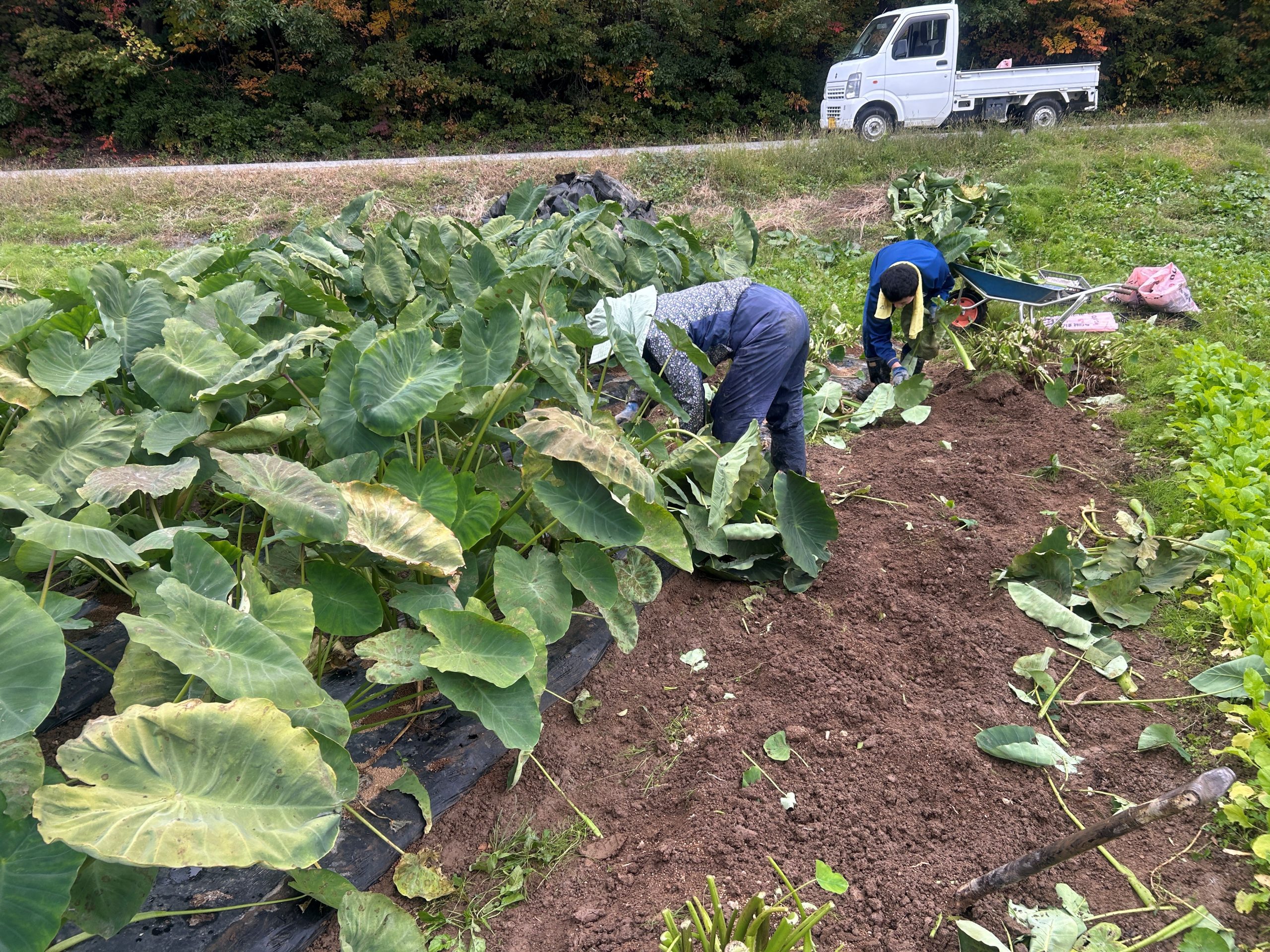 里芋の収穫作業です