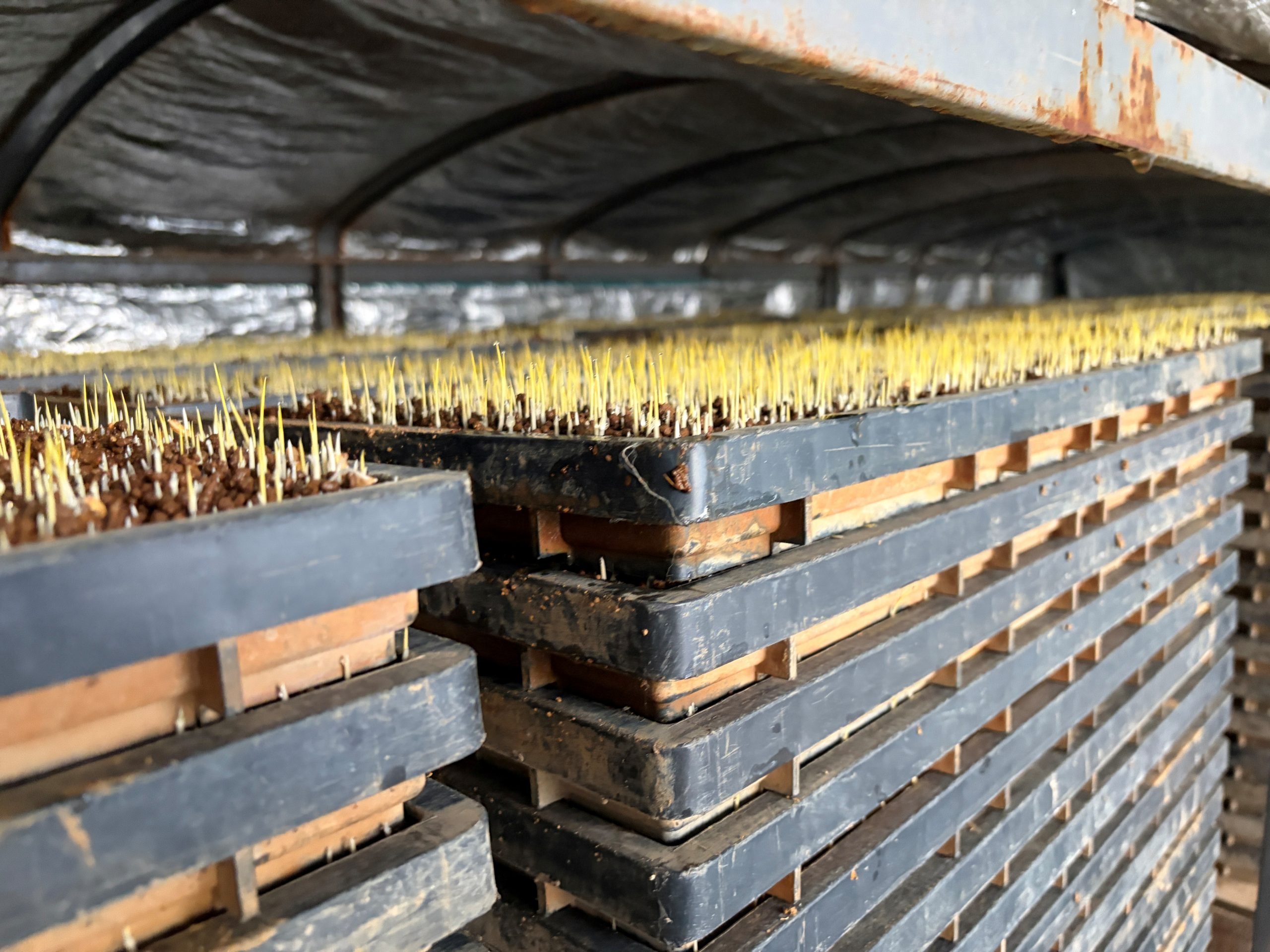 種まき始まりました！