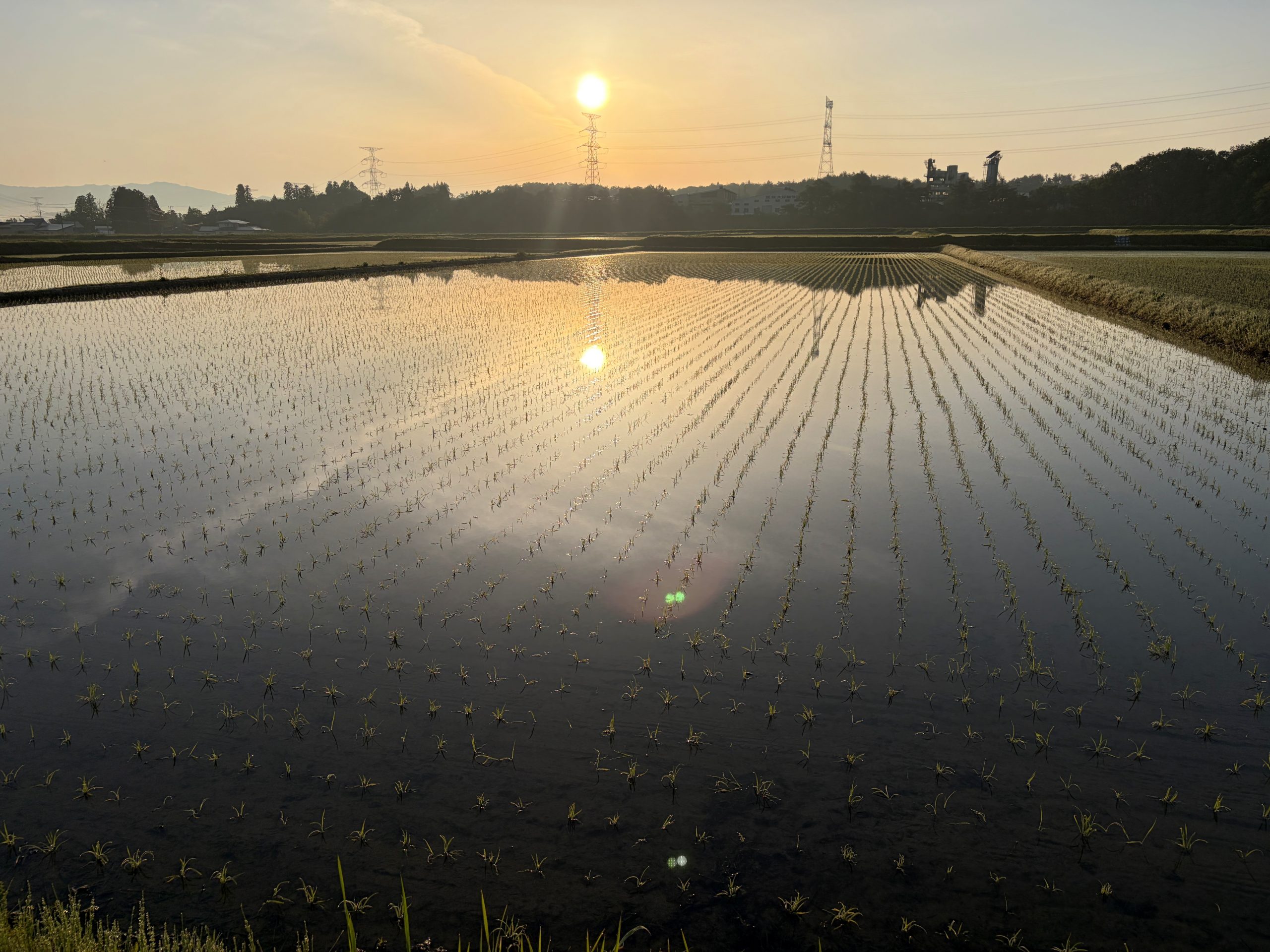 晴天の中、田植えが進みます！